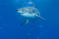Great white shark (Carcharodon carcharias)  Guadalupe Is, Mexico - Pacific Ocean