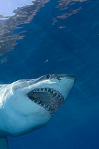 Great white shark with mouth open (Carcharodon carcharias)Guadalupe Is, Mexico - Pacific Ocean