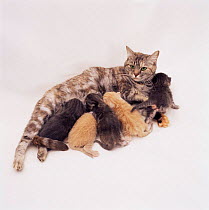 Domestic cat (Felis catus) suckling 2/3-week-old kittens