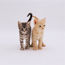 Domestic cat (Felis catus) 8-week-old kittens