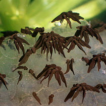 Common Frog (Rana temporaria) Newly hatched tadpoles hanging from old spawn
