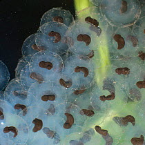 Common Frog (Rana temporaria) Embryos developing within spawn