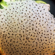 Common Frog (Rana temporaria) embryos developing within spawn