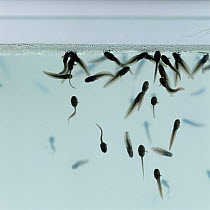 Common Frog (Rana temporaria) tadpoles changing from gilled to air-breathing stage, blowing bubbles at surface