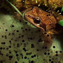 Common Frog (Rana temporaria) with spawn