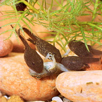 Common Frog (Rana temporaria) 3/5-week-old tadpoles at carniverous stage feeding on froglet