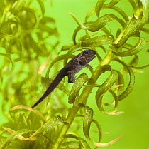 Common Frog (Rana temporaria) tadpole with limbs well developed but tail not started to be reabsorbed
