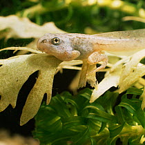 Common Frog (Rana temporaria) 8-week-old tadpole with fully developed hind legs and front left leg pushing through operculum slit
