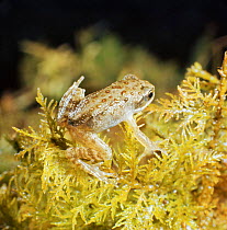 Common Frog (Rana temporaria) 10-week-old froglet leaves water after completing metamorphosis