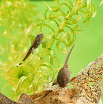 Common Frog (Rana temporaria) tadpoles at different stages of development