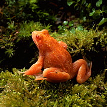 Common Frog (Rana temporaria): Red morph (erythristic) 2-year-old male