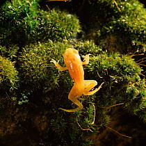 Common Frog (Rana temporaria) golden-yellow morph froglet emerging from pond