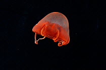 Midwater hydromedusan jellyfish (Aeginura grimaldii), deep sea Atlantic ocean