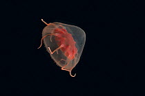 Deepsea hydromedusan jellyfish (Aeginura grimaldii), deep sea Atlantic ocean