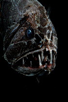 Fangtooth, bathypelagic fish (Anoplogaster cornuta), deep sea Atlantic ocean