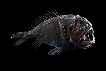 Fangtooth, bathypelagic fish (Anoplogaster cornuta), deep sea Atlantic ocean