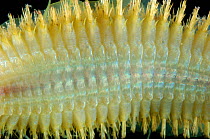 Polychaete worm, (Aphroditidae) from mid atlantic ridge deep sea