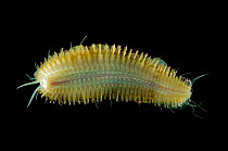 Polychaete worm, (Aphroditidae) from mid atlantic ridge deep sea