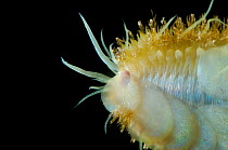 Polychaete worm, (Aphroditidae) from mid atlantic ridge  deep sea showing scales