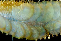Polychaete worm, (Aphroditidae) from mid atlantic ridge deep sea showing scales