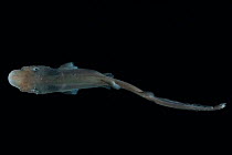 Juvenile deep sea shark (Apristurus sp.) dorsal view, deep sea Atlantic ocean