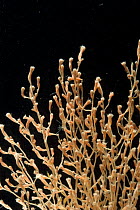 Gorgonian Coral (Ascanella sp) deep sea
