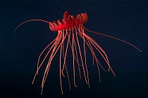 (Atolla sp) a deep sea medusa, deep sea Atlantic ocean