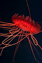 (Atolla sp) a deep sea medusa, deep sea Atlantic ocean