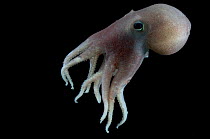 Bathypelagic octopus (Bathypolypus pugniger), deep sea Atlantic ocean