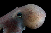 Bathypelagic octopus (Bathypolypus pugniger), deep sea Atlantic ocean