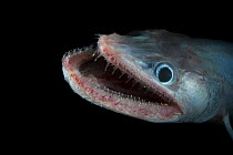 Bathypelagic Lizard fish (Bathysaurus ferox), deep sea Atlantic ocean