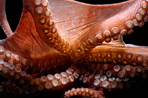 Deepsea octopus (Benthoctopus sp) mantle showing suckers, deep sea Atlantic oceandeep sea