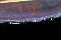 Comb plates of (Beroe sp) comb jelly showing metachronal rhythm, deep sea Atlantic oceandeep sea