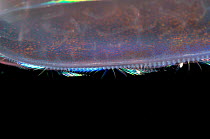 Comb plates of (Beroe sp) comb jelly showing metachronal rhythm, deep sea Atlantic oceandeep sea