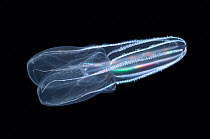 (Bolinopsis infundibulum) mesopelagic comb jelly, deep sea Atlantic oceandeep sea