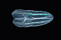 (Bolinopsis infundibulum) mesopelagic ctenophore / comb jelly, deep sea Atlantic oceandeep sea