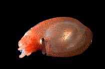 Deepsea octopus (Bolitaena pygmaea), deep sea Atlantic oceandeep sea