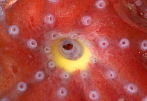 Deepsea octopus (Bolitaena pygmaea) Ventral photophore in the female only is an area of yellow tissue around the mouth. Produces bioluminescence, deep sea Atlantic oceandeep sea