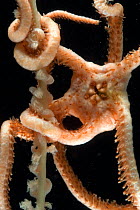 Brittlestar (Ophiurida) with Sea Pen (Pennatulid) attached deep sea