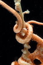 Brittlestar (Ophiurida) arms wrapped around Sea pen body (Pennatulid)deep sea