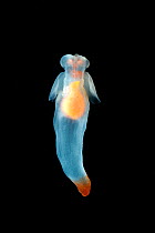 (Cione limacina) sea angel, a pelagic pteropod mollusc from the mid-Atlantic, deep sea Atlantic ocean
