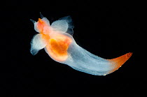 (Cione limacina) sea angel a pelagic pteropod mollusc, deep sea Atlantic ocean