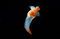 (Cione limacina) sea angel, a pelagic pteropod mollusc, deep sea Atlantic ocean