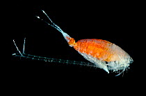 Deepsea copepod (Copepoda), deep sea Atlantic ocean