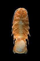 Deep sea benthic isopod - ventral view (Isopoda), deep sea Atlantic ocean