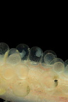 Pipe fish (Entelurus sp) close up of ventral surface of male with developing embryos, deep sea Atlantic ocean
