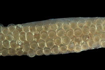 Pipe fish (Entelurus sp) close up of ventral surface of male with developing embryos, deep sea Atlantic ocean