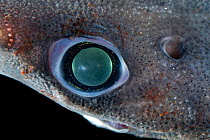 Close up of eye of Great lanternshark (Etmopterus princeps), deep sea Atlantic ocean