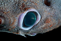 Close up of eye of Great lanternshark (Etmopterus princeps), deep sea Atlantic ocean