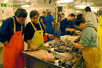 Researchers sorting a benthic deep sea trawl sample, rat tails etc, in laboratory